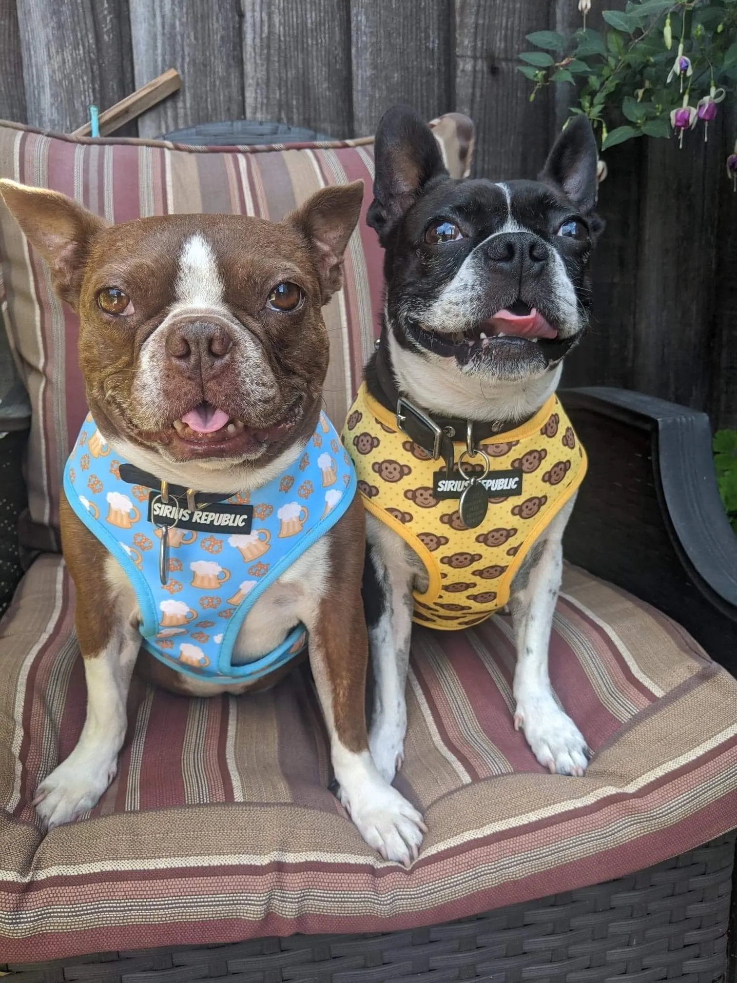Monkeys are Bananas Reversible Harness