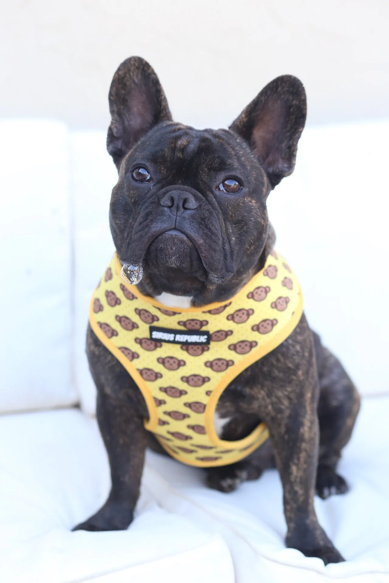 Monkeys are Bananas Reversible Harness