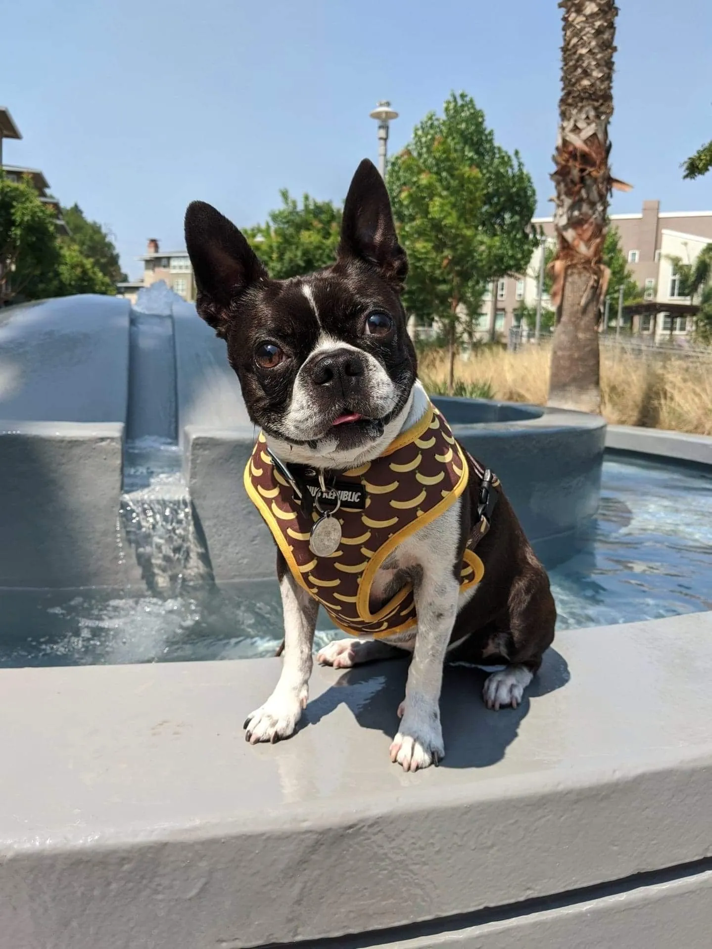 Monkeys are Bananas Reversible Harness
